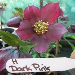 Hellebore Dark Pink